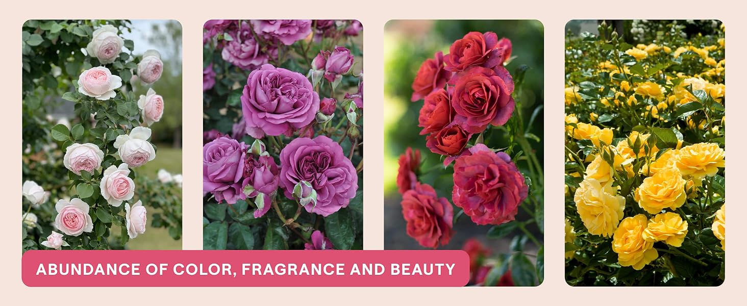 Abundance of color, fragrance and beauty.