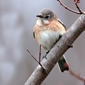 higher bird attractrion