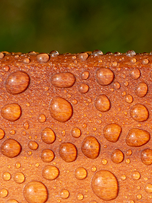 Roxil Wood Protection Cream weatherproofs wood for 10+ years with just a single coat