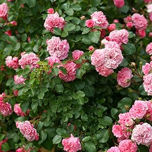 sweet drift rose in the landscape or garden by perfect plants