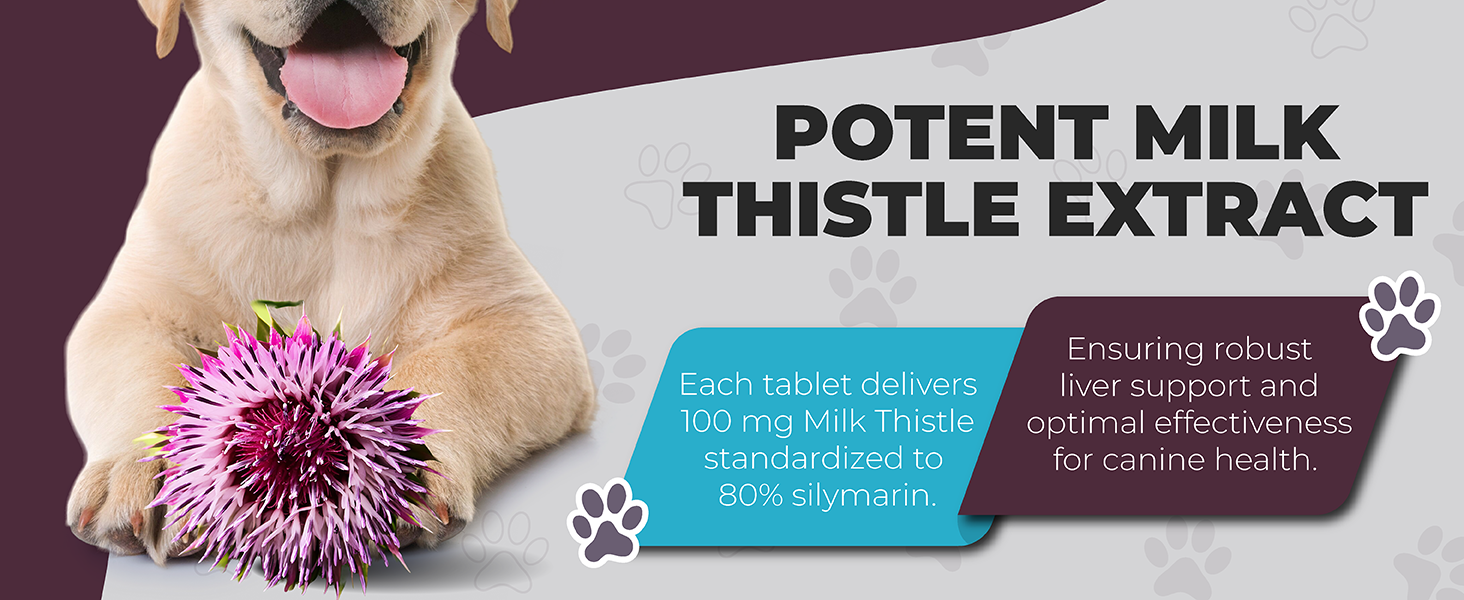 Silymarin for Dogs