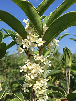 Osmanthus Fragrant Tea Olive Shrub by Perfect Plants