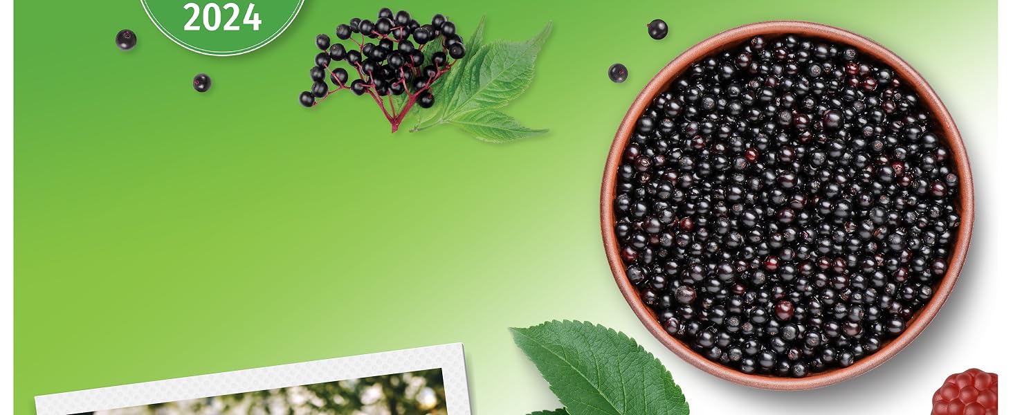 What Is Elderberry?