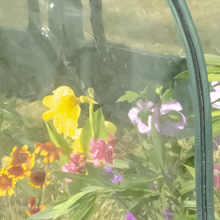 UPF 50+ Cold-Treated Clear PVC