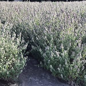 Catnip Field 2018