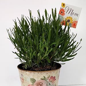 Mother's Day Pot