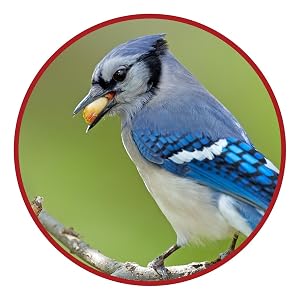 lyric, bird seed, bird food, lyric bird seed, wild bird seed, fruit and nut, fruit and nut bird seed