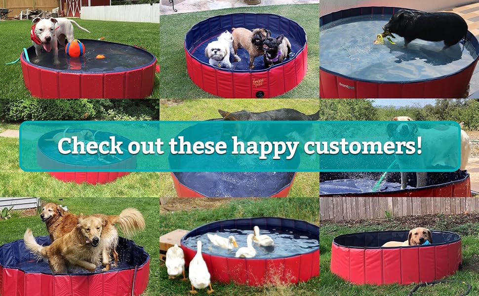 collection of customer photos of theirs pet in a frontpet pool