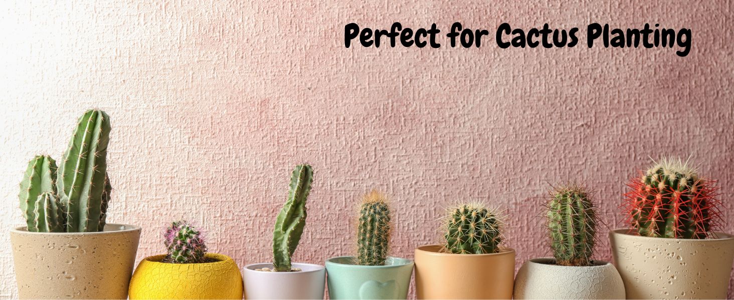 Image that shows various cactus