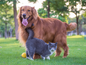 cat kidney supplement, azovasto for cats, porous one kidney support for cats