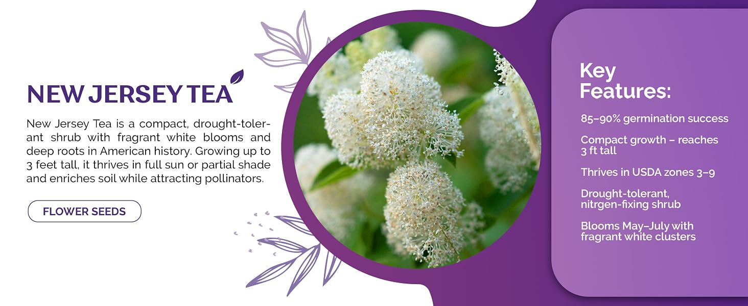 #151 20 New Jersey Tea (Ceanothus Americanus) seeds_2