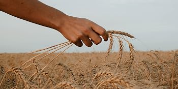 hard-red-spring-wheat-seed wheat-seed seed-for-planting wheat organic-wheat seed cover-crop non-gmo
