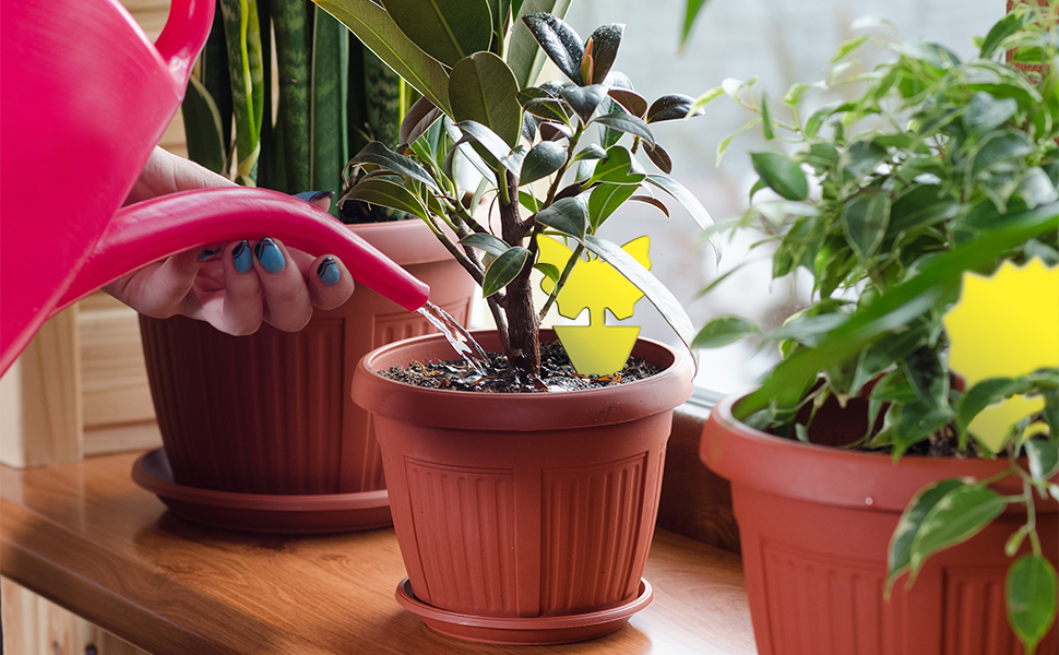 gnat traps for house indoor