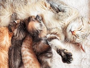 Lactating cat nursing kittens / Gata lactante con crías, símbolo de recuperación y apoyo hormonal