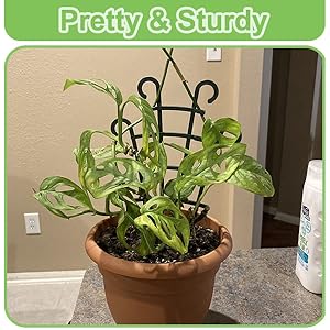 indoor plant trellis