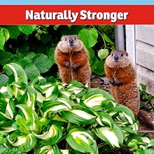 groundhog repellent natural petsafe scent granular safe