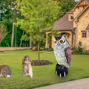 owl decoy