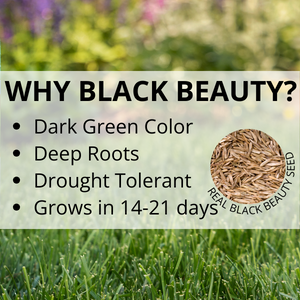 jonathan green black beauty lawn care grass seed