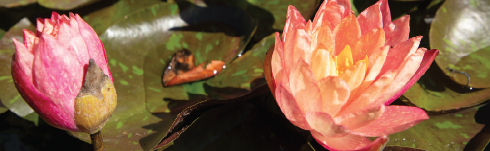 CrystalClear Thrive Plant image