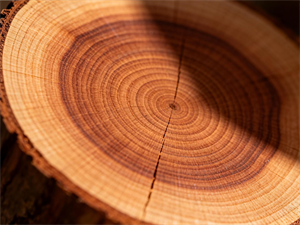 USA Cherry Wood