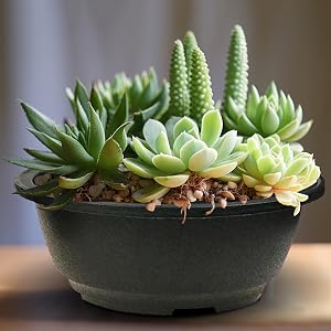 FP262 8inch Roound Succulent Planter Pot with Tray