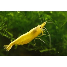 Yellow Golden Back Shrimps