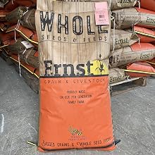 corn
