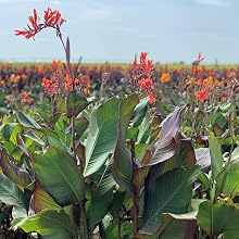 Orange Canna