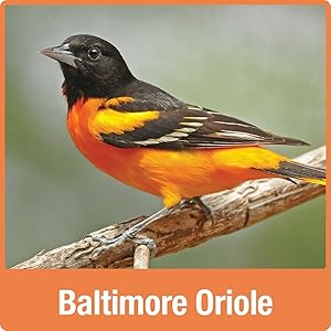 Baltimore Oriole