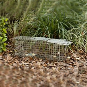 Step 1: Place Bait at Back of the Trap