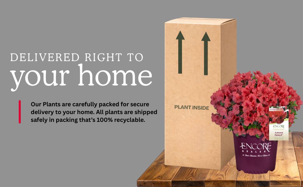 Delivered right to your home