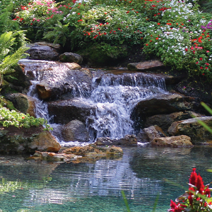 Water Garden, Pond, waterfall