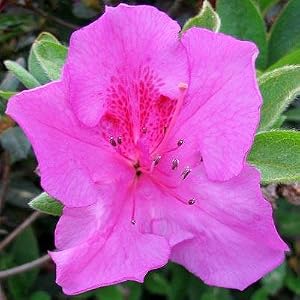 autumn royalty encore azalea, flower, flowers