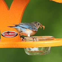 Bluebird eating mealworms on orange feeder