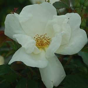 white;flower;rose