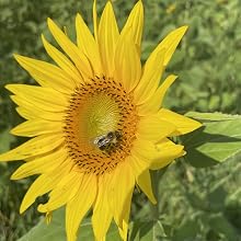 Bee friendly grown grains.