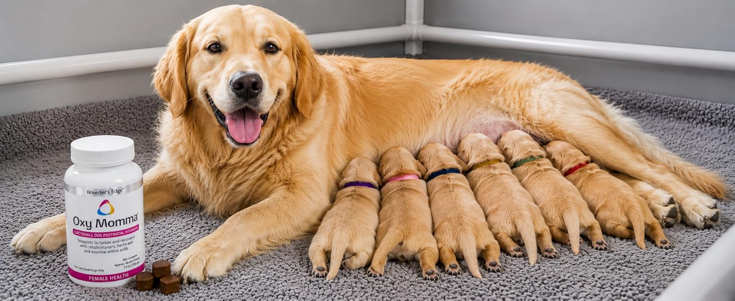 Golden retriever nursing puppies beside Breeder’s Edge Oxy Momma postnatal vitamin supplement.