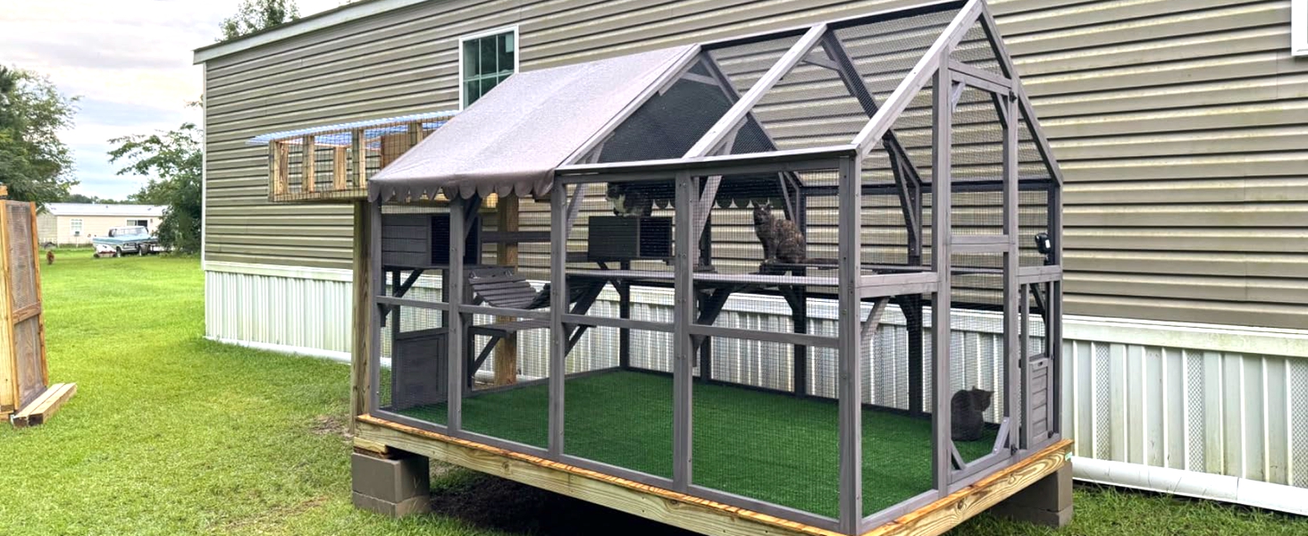 cat catio