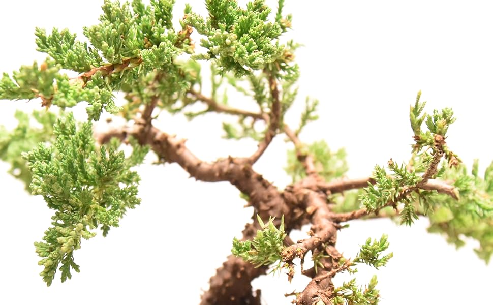 Bonsai Tree