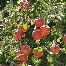 Fuji Apple Tree