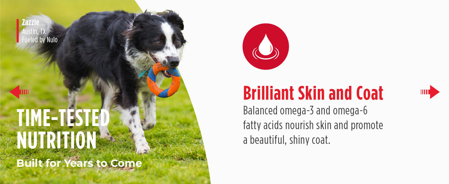 Image of dog with text reading brilliant skin and coat.