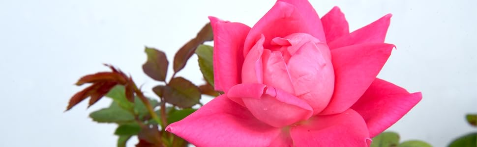 double red knock out rose by perfect plants