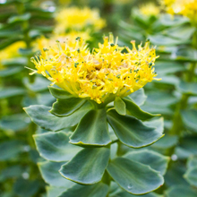 Solaray Rhodiola Root Extract 100 mg, 30ct