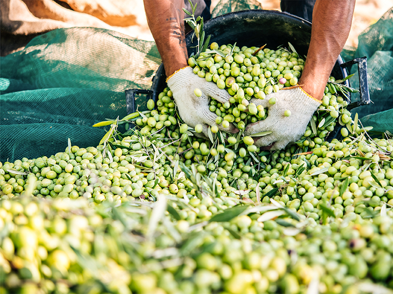 Frantoi Cutrera Organic EVOO Polyphenol Rich Olive Oil, Authentic Certified DOP Sicilian EVOO
