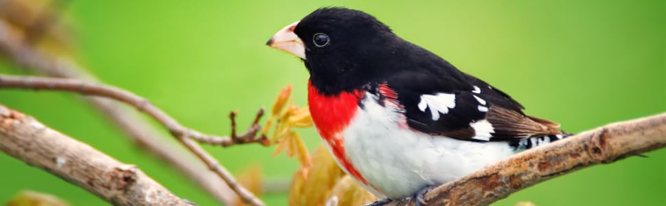 lyric, bird seed, bird food, lyric bird seed, wild bird seed, wild bird mix, sunflower seed