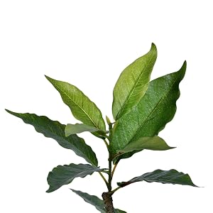 Rich Textured Leaves with Visible Veins