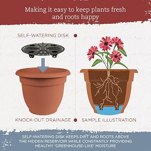 graphic illustration explaining how self-watering disk works