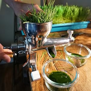 wheatgrass juice