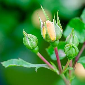 Drift Popcorn roses repeat blooming ground cover hardy continuous blooms tough disease resistant lit