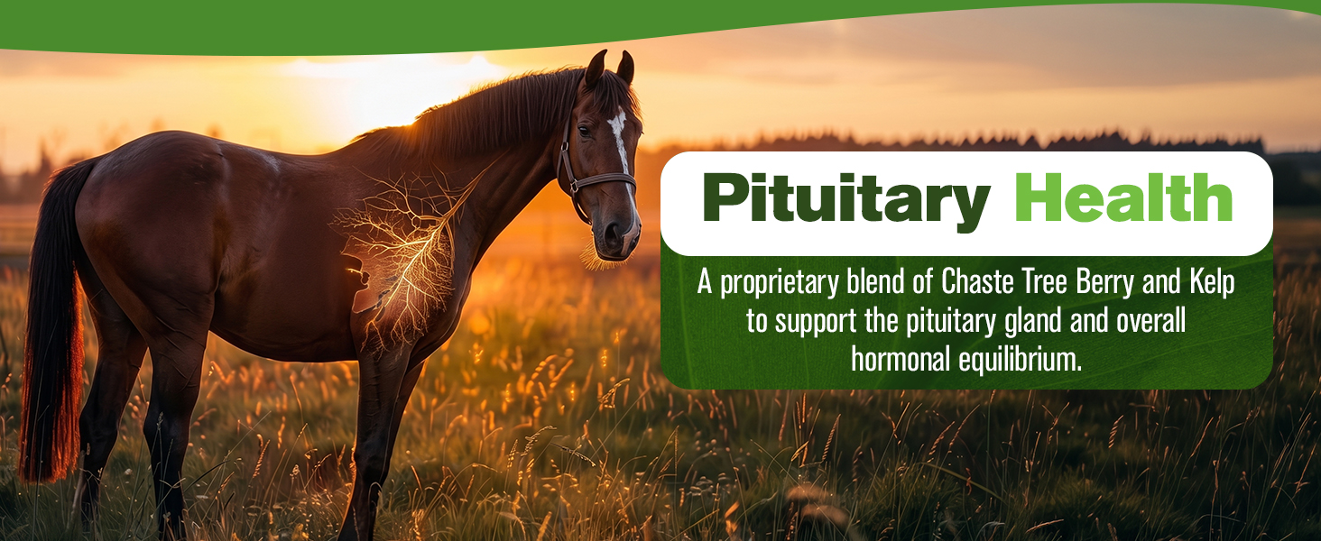 Silver Lining Herbs Pituitary Support for Horses Herbal Equine Pituitary Supplement